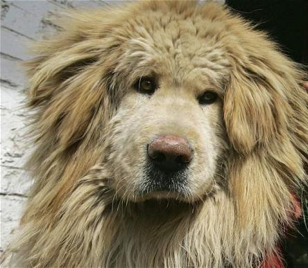 Tibetský mastiff - najdrahší pes na svete
