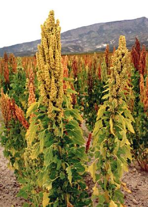 Tráva quinoa je burina alebo liek?